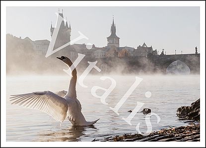 Postkarte Nr. 30